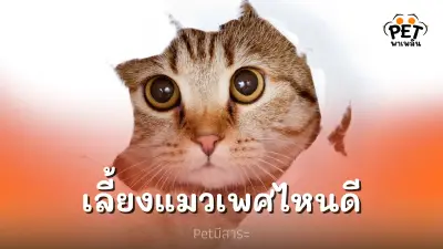 อยากเลี้ยงแมวสักตัว เลือก ""เพศไหนดี"" อยากเลี้ยงแมวสักตัว เลือก ""เพศไหนดี""