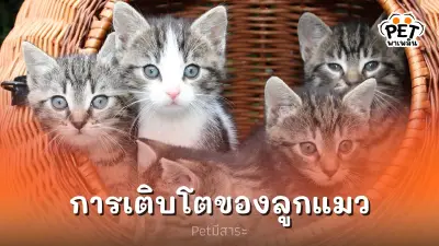 การเติบโตของลูกแมวแต่ละช่วง มีการพัฒนาการที่สำคัญอย่างไร การเติบโตของลูกแมวแต่ละช่วง มีการพัฒนาการที่สำคัญอย่างไร