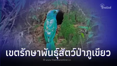 พามาชมสีสันและความน่ารักของ "นกจาบคาเคราน้ำเงิน"