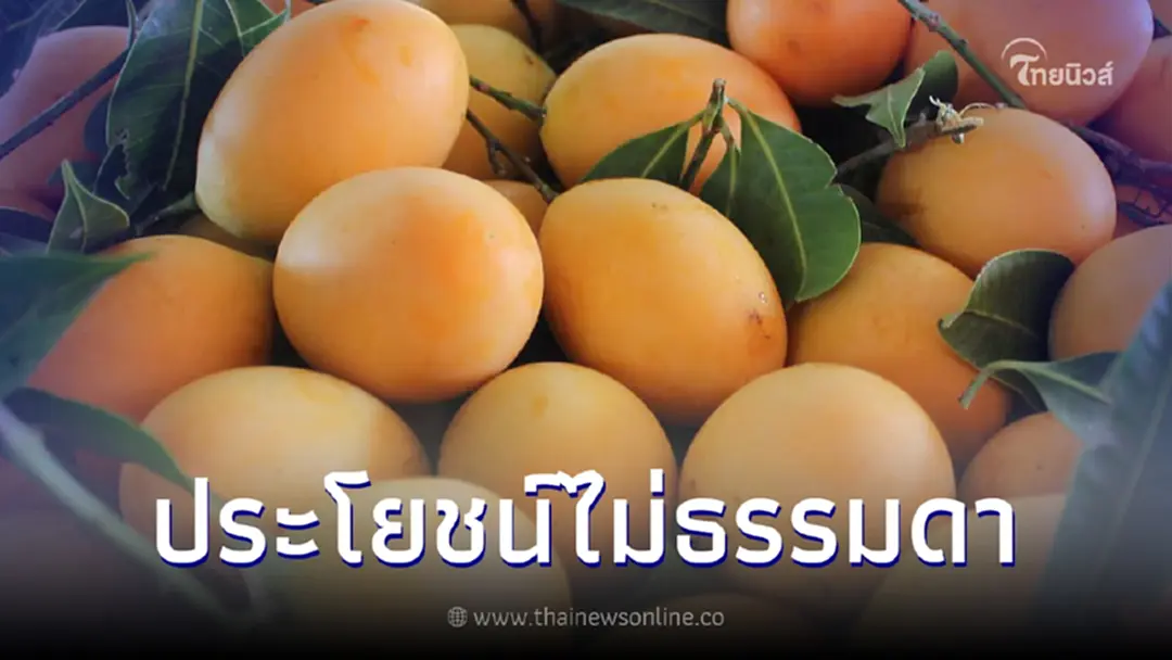 "มะยงชิด" สุดยอดผลไม้หน้าร้อน ลูกแค่นี้แต่มีประโยชน์เพียบ