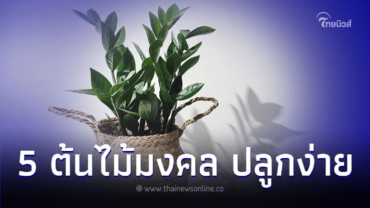 5 ต้นไม้มงคล ปลูกง่าย มีความเชื่อ ความหมายดี 5 ต้นไม้มงคล ปลูกง่าย มีความเชื่อ ความหมายดี