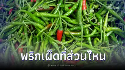 ไขปริศนา "พริก" เผ็ดที่ส่วนไหน กัดไปโดนแสบถึงทรวง ไขปริศนา "พริก" เผ็ดที่ส่วนไหน กัดไปโดนแสบถึงทรวง