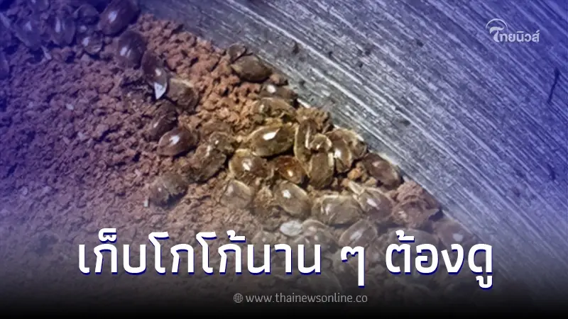 หนุ่มสงสัย ตัวอะไรอยู่โกโก้ หลังเก็บไว้นาน เปิดมาอีกทีเจอแมลงยั้วเยี้ย หนุ่มสงสัย ตัวอะไรอยู่โกโก้ หลังเก็บไว้นาน เปิดมาอีกทีเจอแมลงยั้วเยี้ย