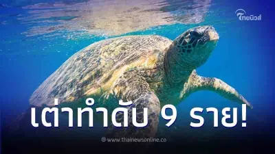 เสียชีวิต 9 ราย หลังกินเต่าทะเล อาหารขึ้นชื่อในสถานที่ท่องเที่ยวชื่อดัง เสียชีวิต 9 ราย หลังกินเต่าทะเล อาหารขึ้นชื่อในสถานที่ท่องเที่ยวชื่อดัง