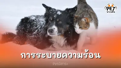 ระบบการ "ระบายความร้อน" ของสุนัขและแมว