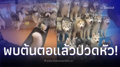 แก๊งไซหลุดกรง วิ่งวุ่นในห้างฯดัง ป่วนจัดแย่งข้าวลูกค้า พบต้นตอแล้วปวดหัว แก๊งไซหลุดกรง วิ่งวุ่นในห้างฯดัง ป่วนจัดแย่งข้าวลูกค้า พบต้นตอแล้วปวดหัว