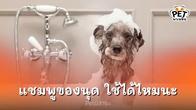 แชมพูของนุด น้องหมาน้องแมว ใช้ได้ไหมนะ