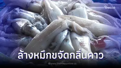 5 เคล็ดลับล้าง"ปลาหมึก"ให้สะอาด พิชิตกลิ่นคาว ง่ายๆด้วยของก้นครัว 5 เคล็ดลับล้าง"ปลาหมึก"ให้สะอาด พิชิตกลิ่นคาว ง่ายๆด้วยของก้นครัว