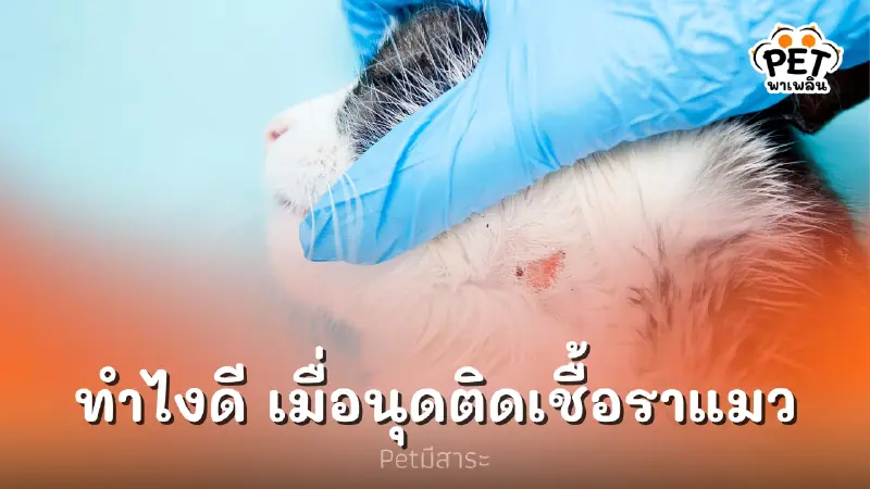 ทำไงดี ทำไงดี เมื่อนุดติด "เชื้อราแมว" ทำไงดี ทำไงดี เมื่อนุดติด "เชื้อราแมว"