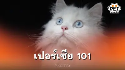 เปอร์เซีย 101 คู่มือก่อนเลี้ยง แมวเปอร์เซีย