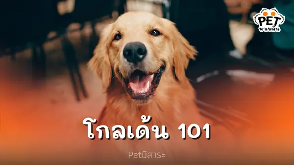 โกลเด้น 101 คู่มือก่อนเลี้ยง โกลเด้น รีทรีฟเวอร์