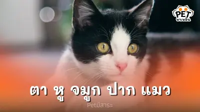 ความลับของอวัยวะต่างๆ ตา หู จมูก ปาก แมว ความลับของอวัยวะต่างๆ ตา หู จมูก ปาก แมว