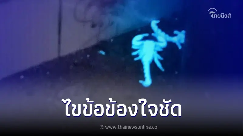 เผยคำตอบ "แมงป่องเรืองแสง" เกิดขึ้นได้อย่างไร เผยคำตอบ "แมงป่องเรืองแสง" เกิดขึ้นได้อย่างไร