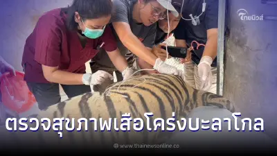 ตรวจสุขภาพเสือโคร่งบะลาโกล พบลูกตามีขนาดใหญ่เป็น 2 เท่าของอีกข้าง