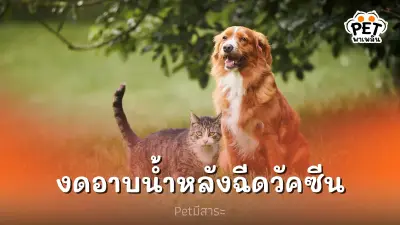 งดอาบน้ำน้องๆ 1 สัปดาห์ หลังจากฉีดวัคซีน