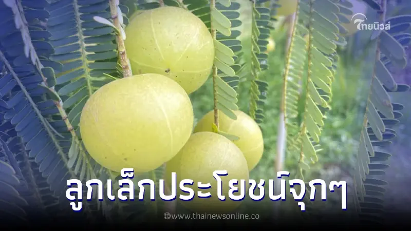 รู้หรือไม่ "มะขามป้อม" ลูกเล็กๆแต่ประโยชน์ล้นๆ ไม่ธรรมดา รู้หรือไม่ "มะขามป้อม" ลูกเล็กๆแต่ประโยชน์ล้นๆ ไม่ธรรมดา