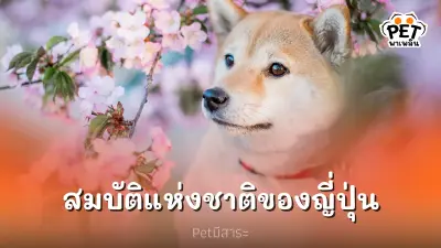 ชิบะอินุ สุนัขที่เป็นสมบัติแห่งชาติของญี่ปุ่น