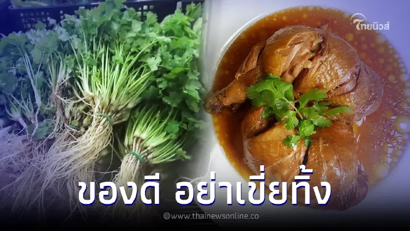 "ผักชี" อย่าเขี่ยทิ้ง ประโยชน์ล้นๆ มีดีกว่าแค่โรยหน้า "ผักชี" อย่าเขี่ยทิ้ง ประโยชน์ล้นๆ มีดีกว่าแค่โรยหน้า