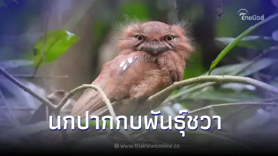 เปิดภาพ "นกปากกบพันธุ์ชวา" สัตว์ป่าที่พบได้ในอุทยานแห่งชาติเขาหลวง