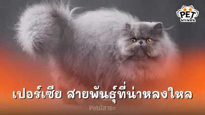แมวเปอร์เซีย อีกสายพันธุ์แมวที่น่ารักและน่าหลงใหล
