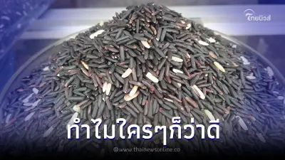 ล้วงลึก "ข้าวไรซ์เบอร์รี่" ใครๆก็บอกว่าดี มันมีดียังไง รู้แล้วจะหลงรัก ล้วงลึก "ข้าวไรซ์เบอร์รี่" ใครๆก็บอกว่าดี มันมีดียังไง รู้แล้วจะหลงรัก