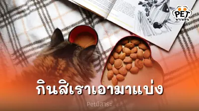 แมวเอาอาหารมาแบ่ง น้องๆจะสื่อสารอะไร แมวเอาอาหารมาแบ่ง น้องๆจะสื่อสารอะไร