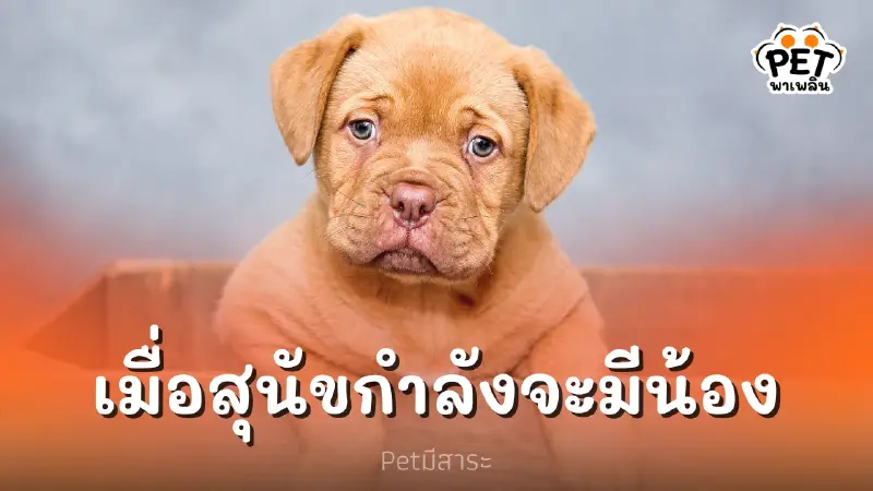 สุนัขกำลังตั้งท้อง สังเกตและเตรียมตัวอย่างไร สุนัขกำลังตั้งท้อง สังเกตและเตรียมตัวอย่างไร