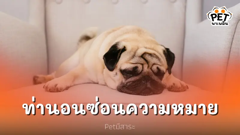 ท่านอนของน้องหมา ซ่อนความหมายว่าอย่างไร ท่านอนของน้องหมา ซ่อนความหมายว่าอย่างไร