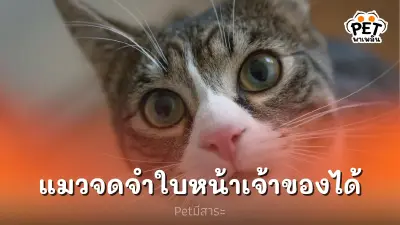 แมวมีความสามารถจดจำใบหน้าเจ้าของได้