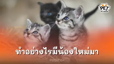 ทำอย่างไรดี เมื่อมี "น้องแมว" ตัวใหม่มา