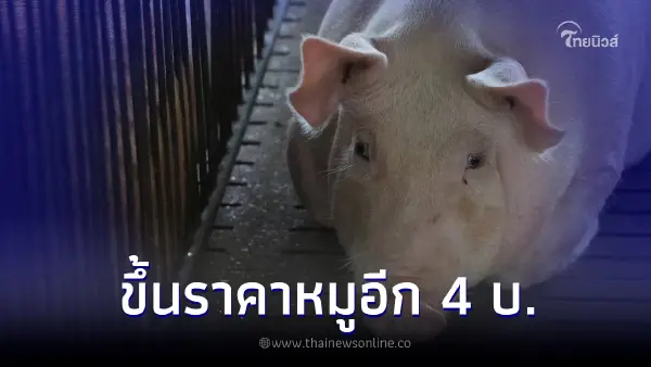 ประกาศขึ้นราคาหมูหน้าฟาร์มอีก 4 บาท/กก. เดือนนี้ขึ้นแล้วรวม 12 บาท