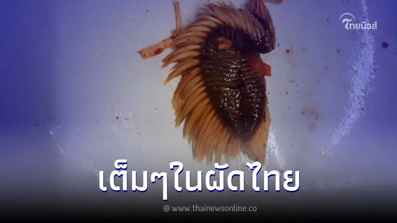 สาวซื้อผัดไทยมากิน ก่อนเจอสิ่งแปลกปลอม ทำเอาสยองคาตา มันคือตัวอะไร สาวซื้อผัดไทยมากิน ก่อนเจอสิ่งแปลกปลอม ทำเอาสยองคาตา มันคือตัวอะไร