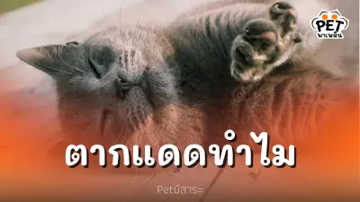 แมวชอบนอนตากแดด มีประโยชน์มากกว่าที่คิด