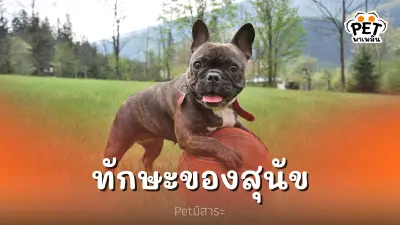 "ทักษะพิเศษ" และ"ทักษะทั่วไป" ของสุนัข "ทักษะพิเศษ" และ"ทักษะทั่วไป" ของสุนัข