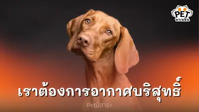 คุณภาพอากาศ สำคัญกับสัตว์เลี้ยงอย่างไร?