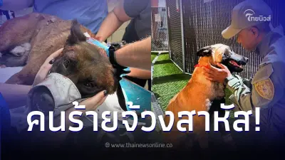 สุนัข K9 ผู้กล้า กระโดดสวบคนร้าย ปกป้องคนบริสุทธิ์ แต่กลับโดนโจรจ้วงสวน