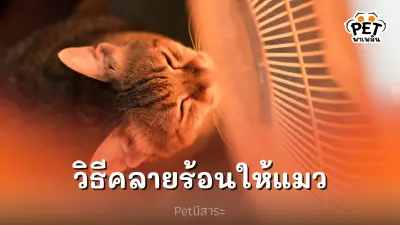 หน้าร้อนทำถึง 6 วิธีคลายร้อนให้น้องแมว