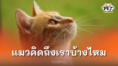เวลาที่เราไม่อยู่ แมวจะคิดถึงเราบ้างไหม เวลาที่เราไม่อยู่ แมวจะคิดถึงเราบ้างไหม