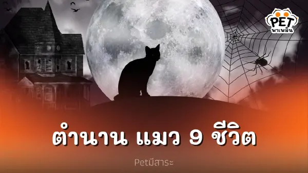 แมว 9 ชีวิต ตำนาน ความเชื่อ และความเป็นจริง แมว 9 ชีวิต ตำนาน ความเชื่อ และความเป็นจริง