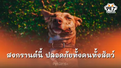 สงกรานต์นี้ เที่ยวอย่างปลอดภัยทั้งคนทั้งสัตว์เลี้ยง สงกรานต์นี้ เที่ยวอย่างปลอดภัยทั้งคนทั้งสัตว์เลี้ยง