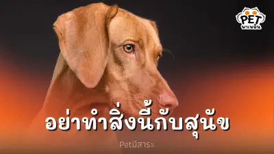 สิ่งที่ไม่ควรทำกับสุนัข แต่เราอาจไม่รู้ตัว