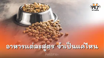 อาหารแมวแต่ละสูตร จำเป็นแค่ไหน ทำไมต้องแยก อาหารแมวแต่ละสูตร จำเป็นแค่ไหน ทำไมต้องแยก