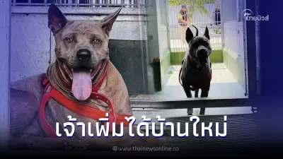 "เจ้าเพิ่ม" หมาไทย กัดยายอัลไซเมอร์เข้าบ้านผิดเสียชีวิต ได้บ้านใหม่แล้ว