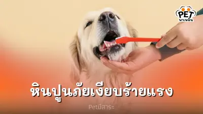 หินปูนในสุนัขและแมว ภัยเงียบที่ส่งผลร้ายแรงต่อสุขภาพ