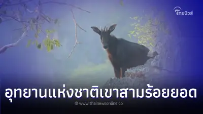 อุทยานแห่งชาติเขาสามร้อยยอดพบเลียงผา อุทยานแห่งชาติเขาสามร้อยยอดพบเลียงผา