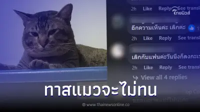 สาวประกาศหาบ้านให้แมว ชาวเน็ตเดือดทันที หลังรู้เหตุผลคืออะไร สาวประกาศหาบ้านให้แมว ชาวเน็ตเดือดทันที หลังรู้เหตุผลคืออะไร