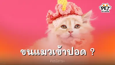 "ขนแมว" สามารถเข้าปอดได้จริงหรือไม่? "ขนแมว" สามารถเข้าปอดได้จริงหรือไม่?