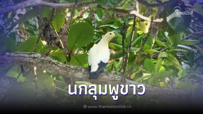 นกลุมพูขาว (𝐏𝐢𝐞𝐝 𝐈𝐦𝐩𝐞𝐫𝐢𝐚𝐥 𝐏𝐢𝐠𝐞𝐨𝐧) นกสวยงามที่หาดูได้ยาก