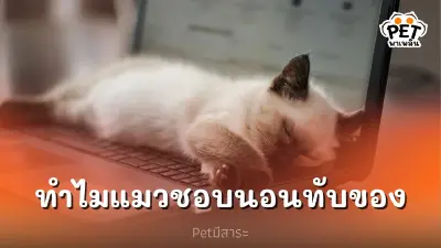 ทำไมแมวถึงชอบมานอนทับสิ่งของต่างๆของนุด ทำไมแมวถึงชอบมานอนทับสิ่งของต่างๆของนุด
