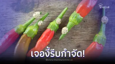 สาวเจอแมลงที่ก้านพริก รูปร่างเหมือนเต่าจิ๋ว รีบแห่เตือนกำจัดด่วน